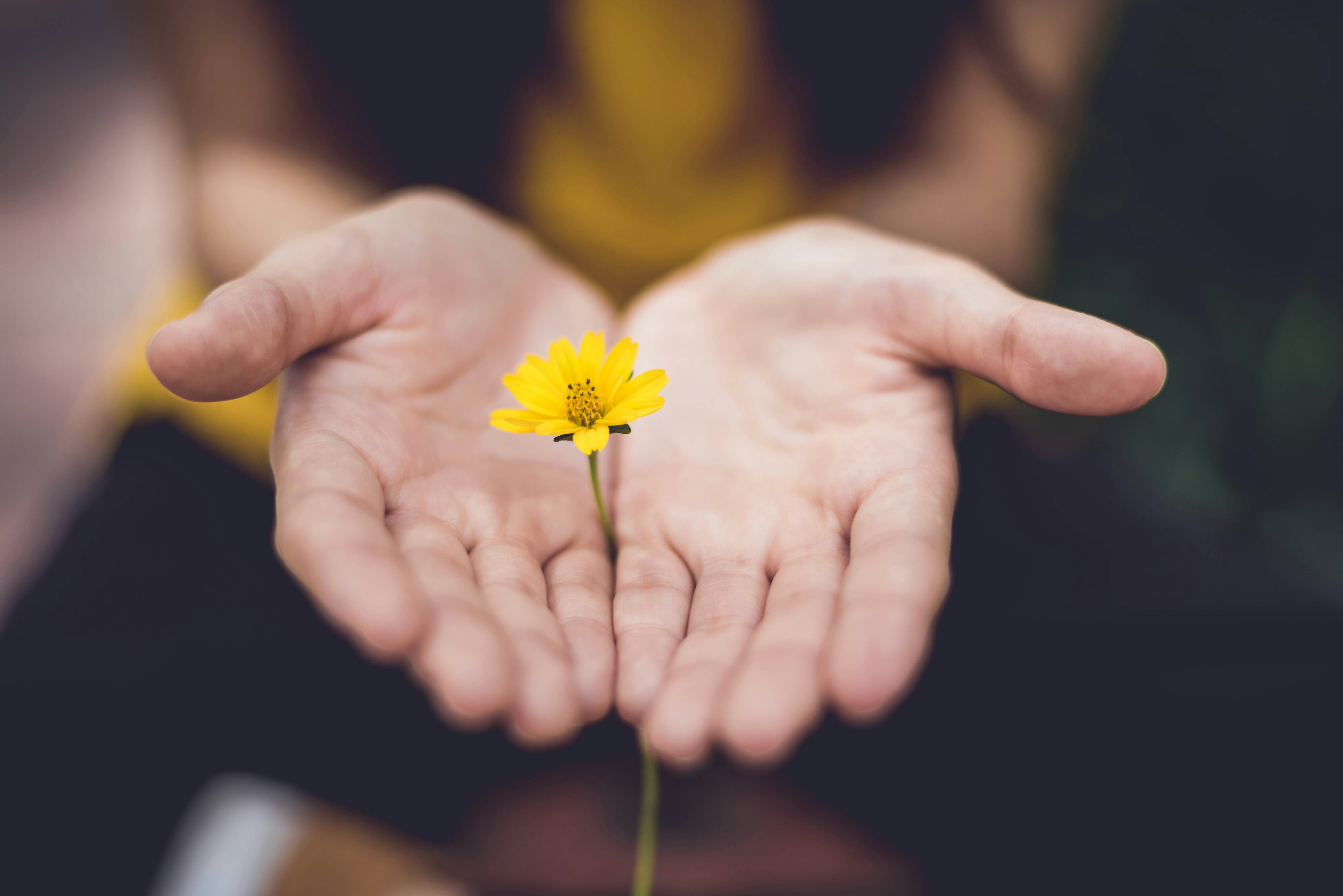 Mains tenant une fleur